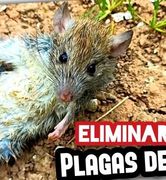 Cómo ELIMINAR Plagas de RATAS o RATONES en Campos de Naranjos (100% Efectivo) by mixim89