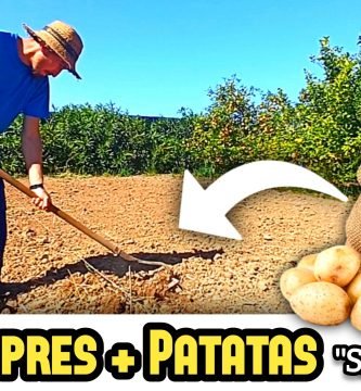 Cómo Sembrar y Cultivar (PATATAS en la HUERTA) en 5 Sencillos Pasos by mixim89