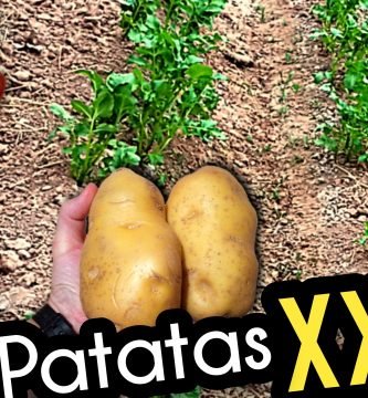 Cultivar y Sembrar Patatas Gigantes en la Huerta (Agricultura de Autoconsumo) by mixim89