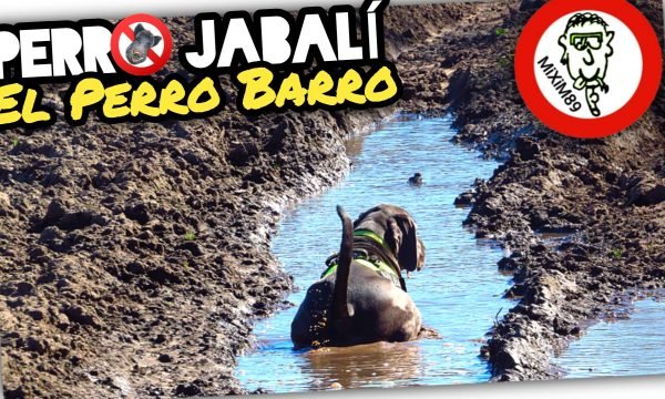 Perro REVOLCÁNDOSE en Barro o Lodo CÓMO JABALÍES by mixim89