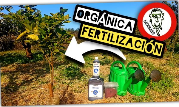 Como Fertilizar Plantones Cítricos de Manera Correcta (Brotación + Corrección de Carencias) by mixim89