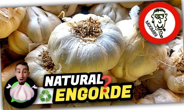 ENGORDE de AJOS (100% NATURAL) Mejor Truco para Engordar by mixim89