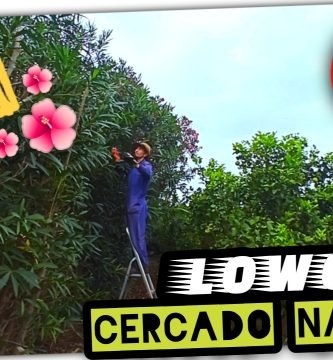 Mejor Planta para CERCADO NATURAL (Adelfa o Laurel de Flor) by mixim89