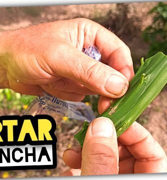 Agricultores y su Increíble Técnica de INJERTOS de PLANCHA (El Secreto Detrás de los Mejores Naranjos) by mixim89