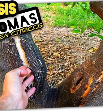 Gomosis Avanzada (SÍNTOMAS en Cultivo de CITRICOS ADULTOS) by mixim89