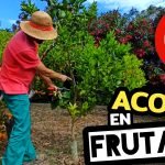 ACODO AÉREO en FRUTALES (Naranjos y Limoneros) by mixim89