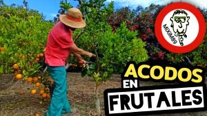 ACODO AÉREO en FRUTALES (Naranjos y Limoneros) by mixim89