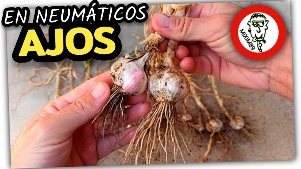 AJOS Cultivados en NEUMÁTICOS USADOS (2ªParte) by mixim89